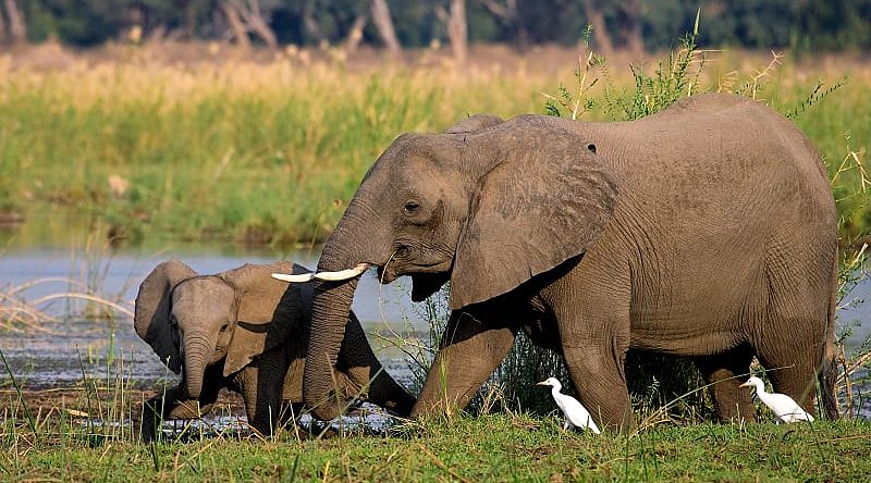 Female elephant with her calf on the banks of the Zambezi River in Lower Zambezi National Park, Zambia