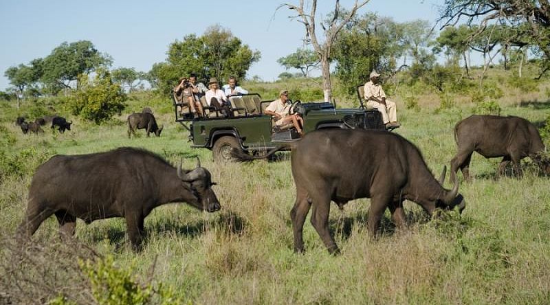 Observing a herd of Cape Buffalo while on a safari game drive in South Africa Observing a herd of Cape Buffalo while on a safari game drive in South Africa
