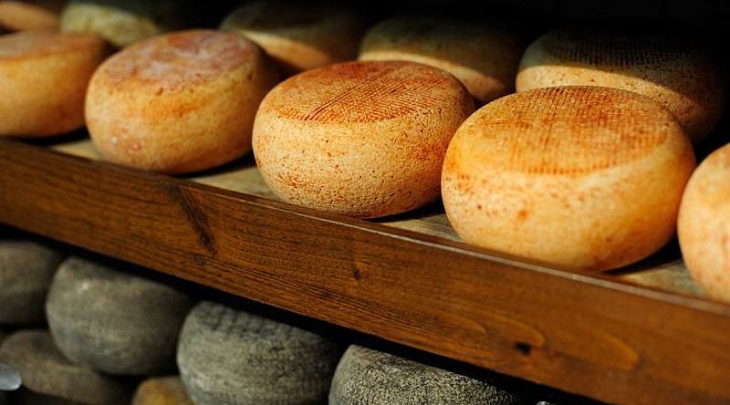 Cheese wheels parmesan, cheese dairies Tuscany, Italy Cheese wheels parmesan, cheese dairies Tuscany, Italy