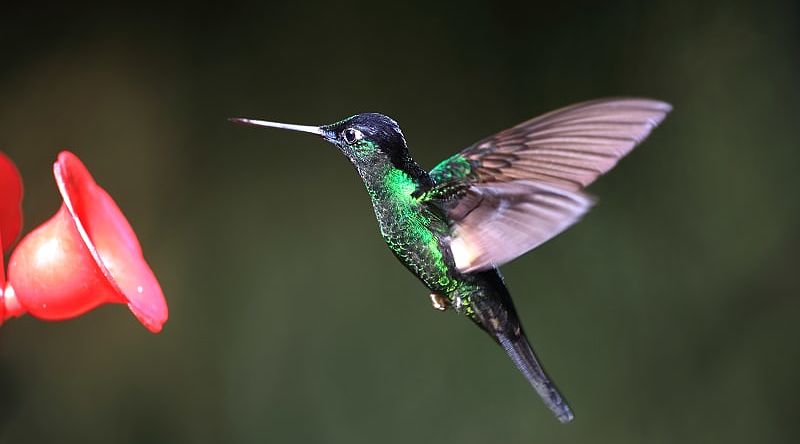 A buff-winged starfrontlet humming bird in Ecuador