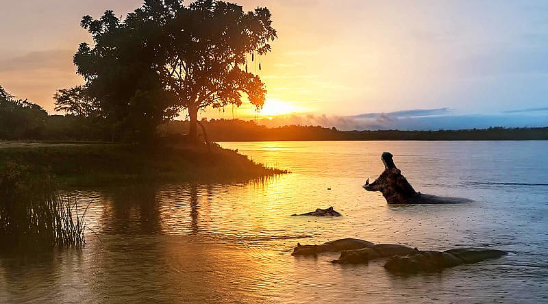 Family of hippos at sunset, Africa, Uganda, Murchison Falls National Park Family of hippos at sunset, Africa, Uganda, Murchison Falls National Park