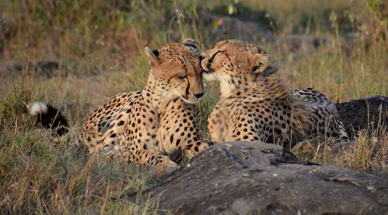 Cheetah's on the savanna in Kenya Cheetah's on the savanna in Kenya