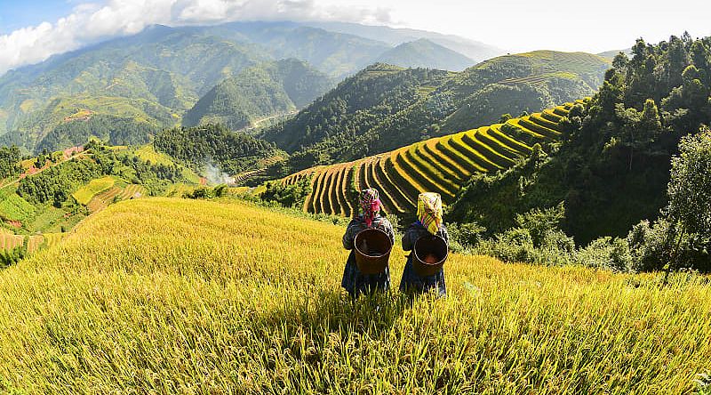 Hmong women on rice terraces in Sapa, Vietnam