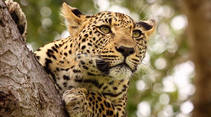 Kruger: Walking Safaris and Game Drives - Leopard Leopard in tree, Kruger National Park, South Africa