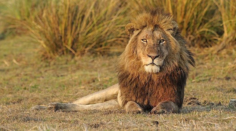 Lion resting in Busanga Plains of Kafue National Park, Zambia