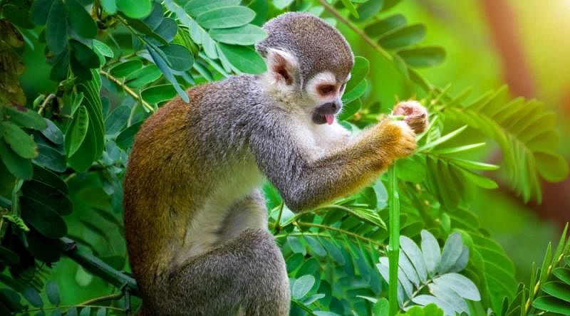 Squirrel monkey in the Amazon, Ecuador Squirrel monkey in the Amazon, Ecuador