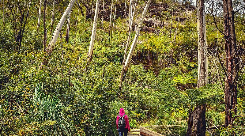 The Blue Mountains are full of shrubs and incredible wildlife, Australia The Blue Mountains are full of shrubs and incredible wildlife, Australia