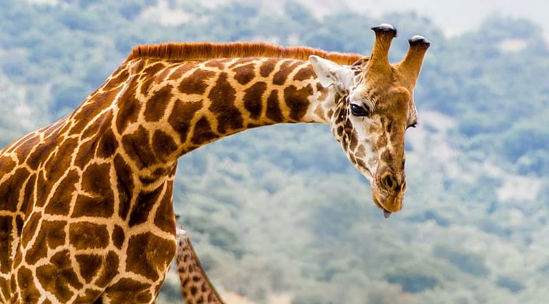 Iconic Rwanda and Kenya Big-Game Safari
