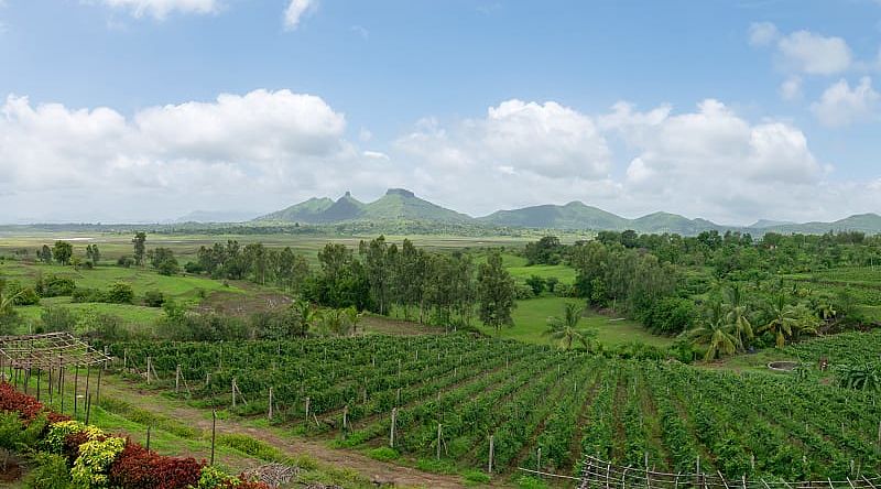 Vineyards in Nashik, India