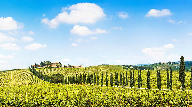 Vineyard in Tuscany, Italy