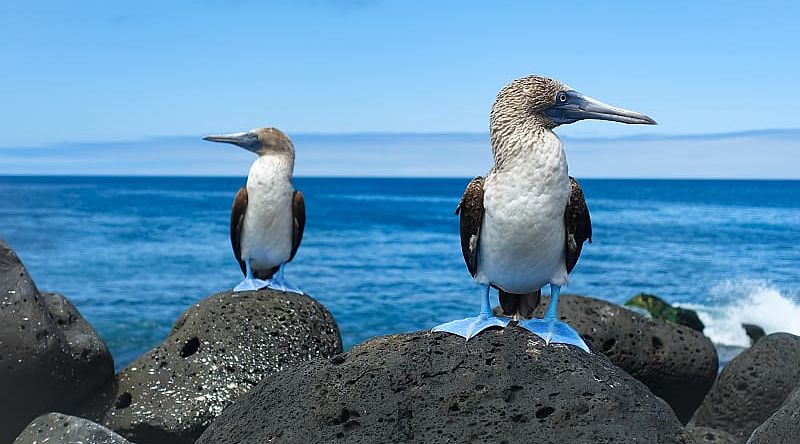 Blue-footed boobies in the Galapagos in Ecuador