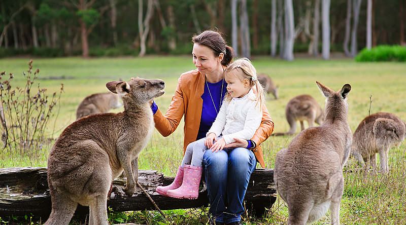 Mother and daughter feeding kangaroos in Australia Mother and daughter feeding kangaroos in Australia