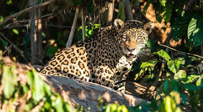 Jaguar in the Peruvian Amazon Jaguar in the Peruvian Amazon