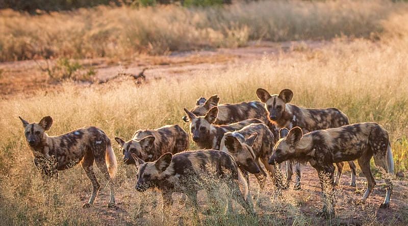 12-Day South Africa: Rainbow Nation Adventure Pack of wild dogs at sunset in the wilderness of South Africa