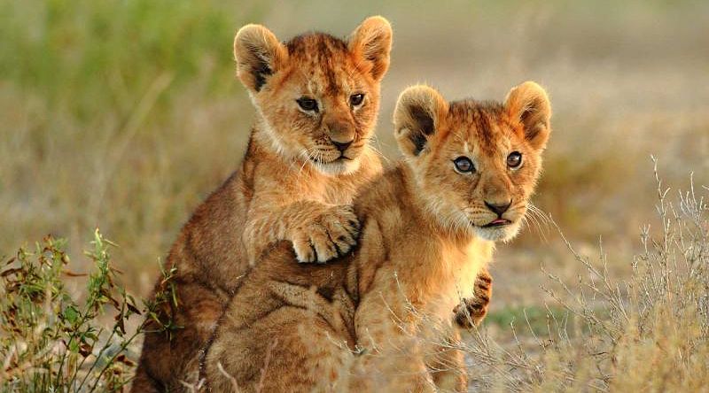 Lion cubs cuddling in Kenya