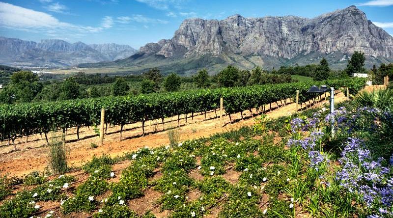 View across vineyards of the Stellenbosch District with the Simonsberg Mountain in the background Western Cape Province South Africa