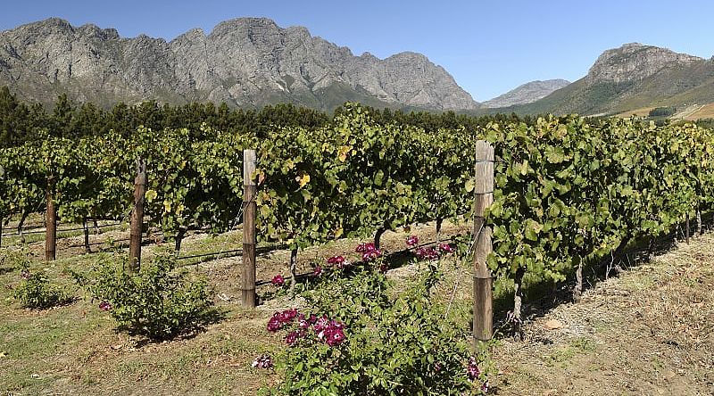 Franschhoek winelands in Western Cape, South Africa