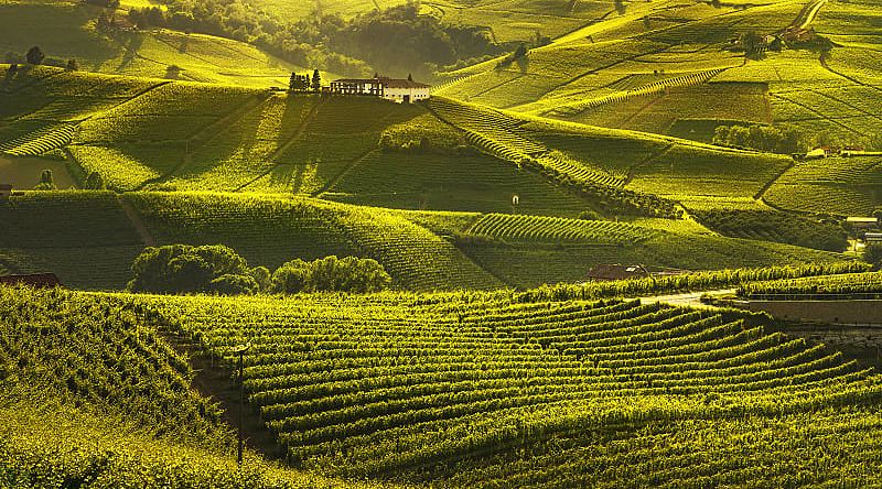Vineyards in Langhe region of Piedmont, Italy