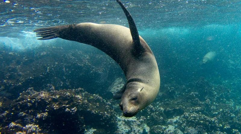 Sea lion playing in the Galapagos Islands