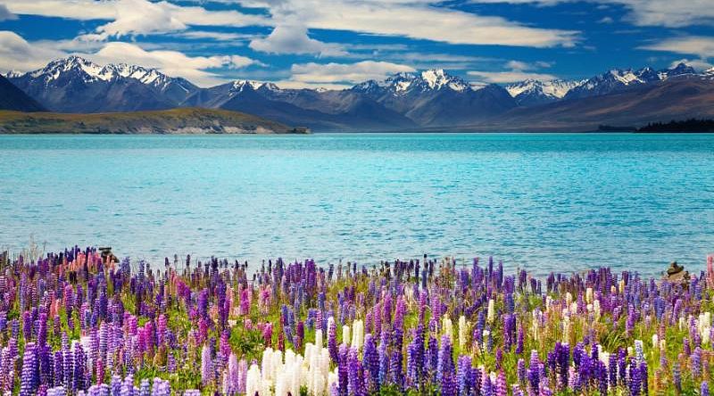 Lupins and Lake Tekapo, South Island