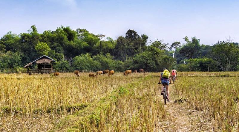 Family cycling in the countryside at Vang Vieng, Laos