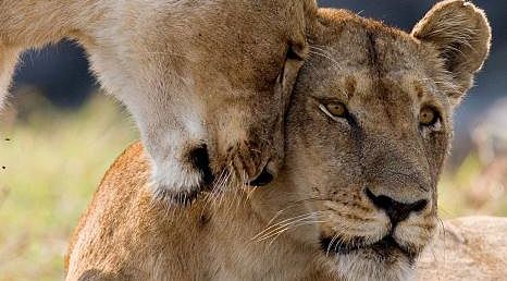 Lions couple in Zambia