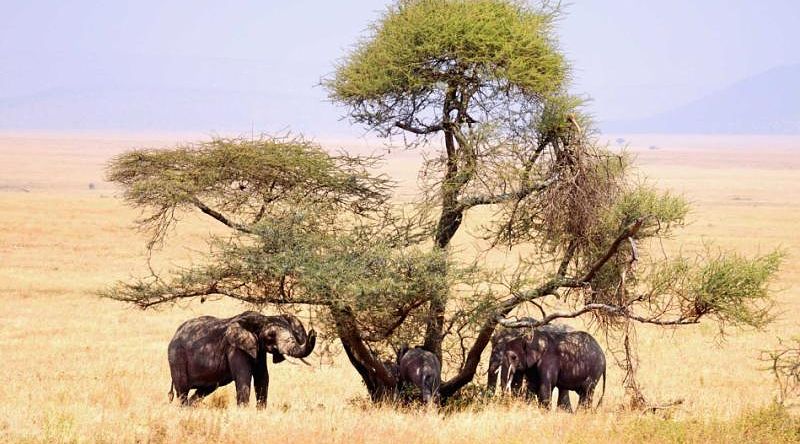 A small family of African elephants cooling down under the shade of a tree in the Tanzania safari lands A small family of African elephants cooling down under the shade of a tree in the Tanzania safari lands