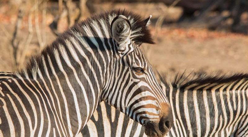 Zebras in the South Luangwa Valley of Zambia