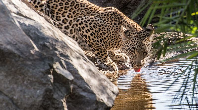 young leopard drinking from a watering hole in sabi sands, greater kruger, south africa