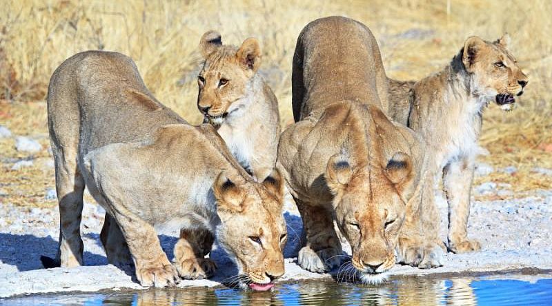 Lions family drinking water in African Savanna