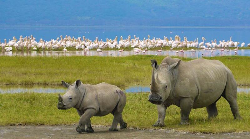 Rhinos at Lake in Africa Rhinos at Lake in Africa
