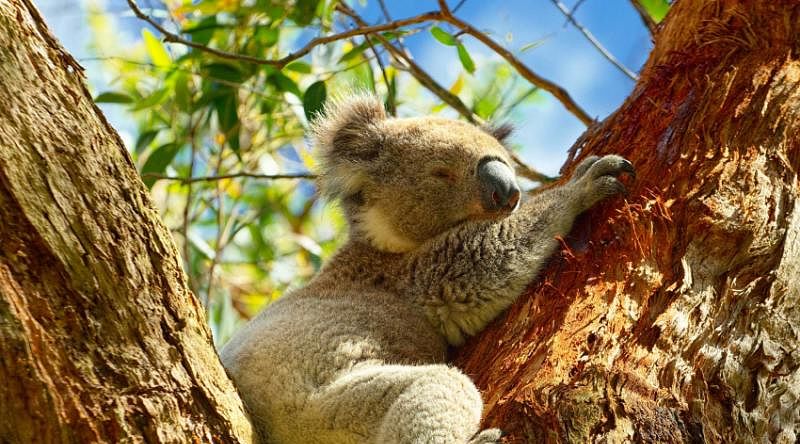 Koalas are one of the main attractions in Australia