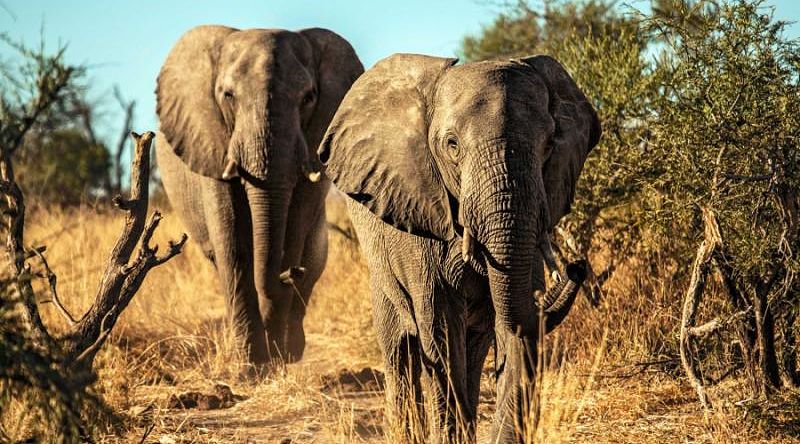 A pair of elephants in Chobe National Park, a wildlife sanctuary known for the largest elephant population in the world, Botswana A pair of elephants in Chobe National Park, a wildlife sanctuary known for the largest elephant population in the world, Botswana
