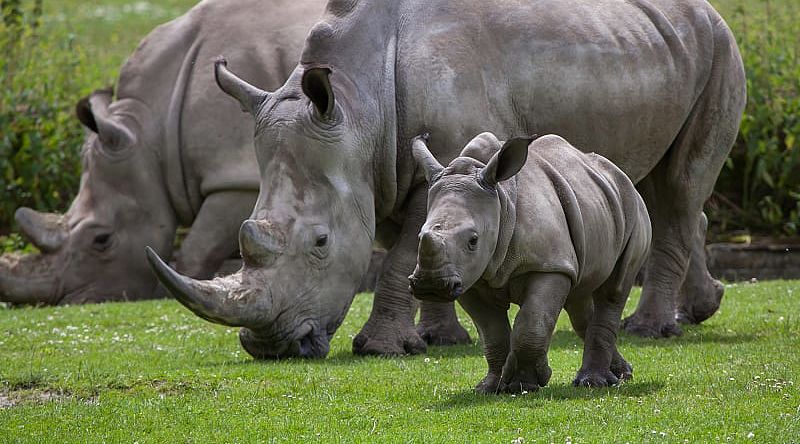 Rhinoceros family in Kruger National Park, South Africa Rhinoceros family in Kruger National Park, South Africa