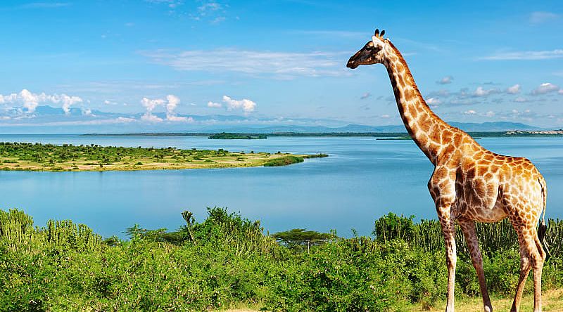 Giraffe by the Nile river in Uganda