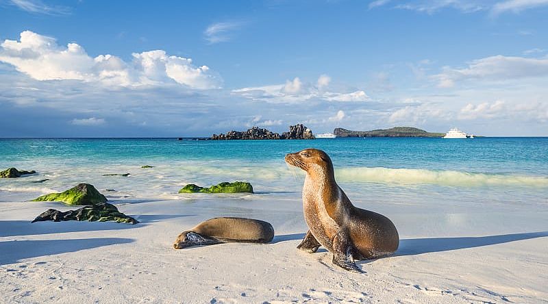 Sea lions on the beach in Espanola Island in the Galapagos