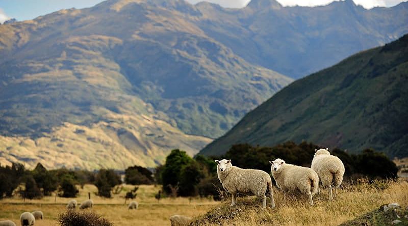 Countryside of New Zealand