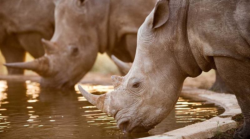 Rhinos at a watering hole, Namibia, South Africa Rhinos at a watering hole, Namibia, South Africa