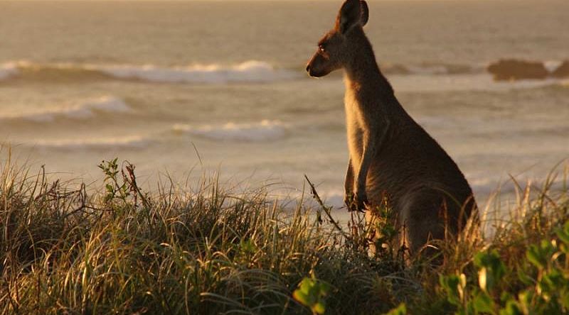Kangaroo grassing in dunes near beach in Australia