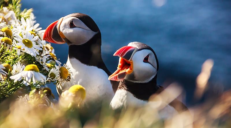 Puffins birds in Iceland Puffins birds in Iceland