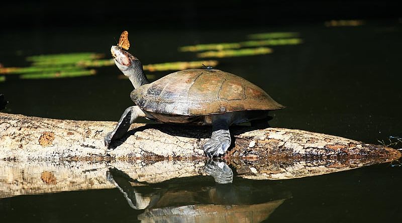 Butterfly on the nose of a turtle in the Amazon Rainforest of Peru.