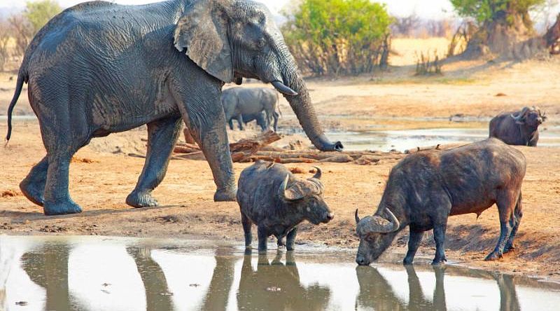 Elephant and buffaloes by a waterhole in Zimbabwe