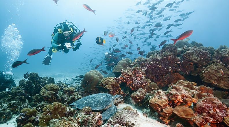 Scuba divers observing a sea turtle in the Galapagos Islands