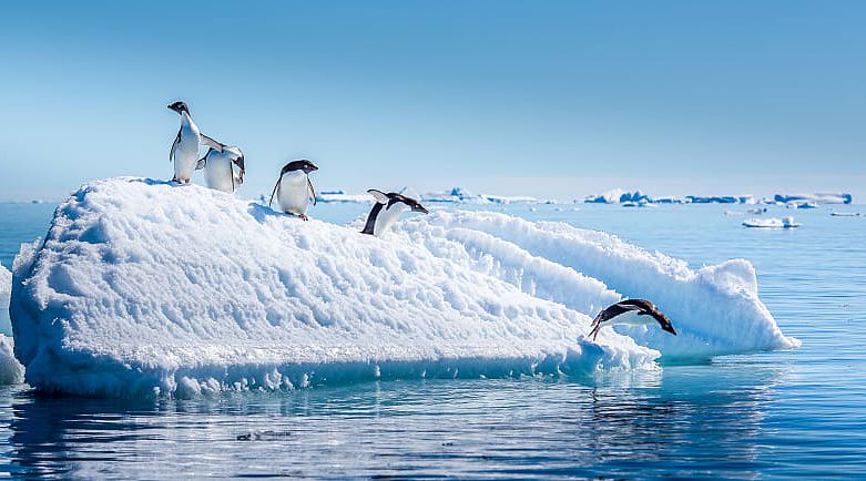 Penguins jumping from iceberg in Antarctica