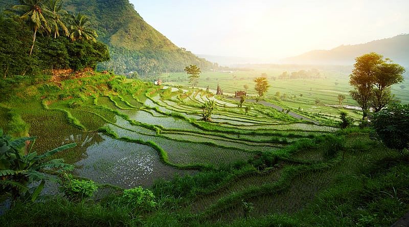 Rice terrace landscape in Bali, Indonesia