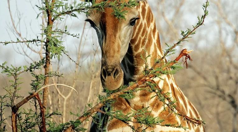 African giraffe reaching up high and eating leaves off of a tall tree