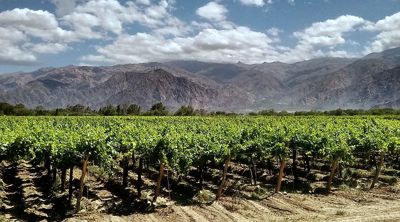 Vineyards in Mendoza, Argentina