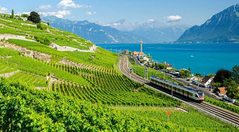 Vineyard terraces at Geneva lake in famous Lavaux wine region