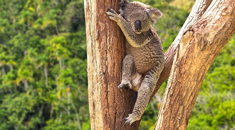 Koala resting in a tree in Australia Koala resting in a tree in Australia