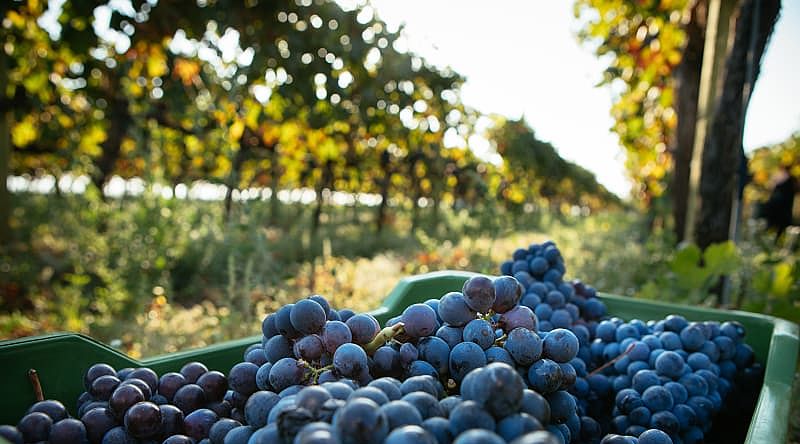 Harvested grapes in basket at Italian vineyard on Mount Etna, Sicily